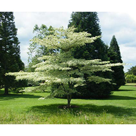 Cornus controversa