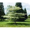 DEREŃ PAGODOWY Cornus contoversa)