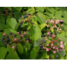 DEREŃ PAGODOWY Cornus contoversa)