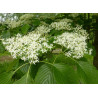 DEREŃ PAGODOWY Cornus contoversa)
