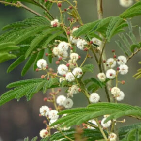 Acacia leucophloea