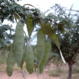 AKACJA SENEGALSKA  Acacia senegal
