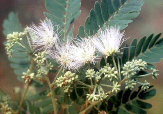 ALBICJA  ODORATISSIMA Albizia odoratissima