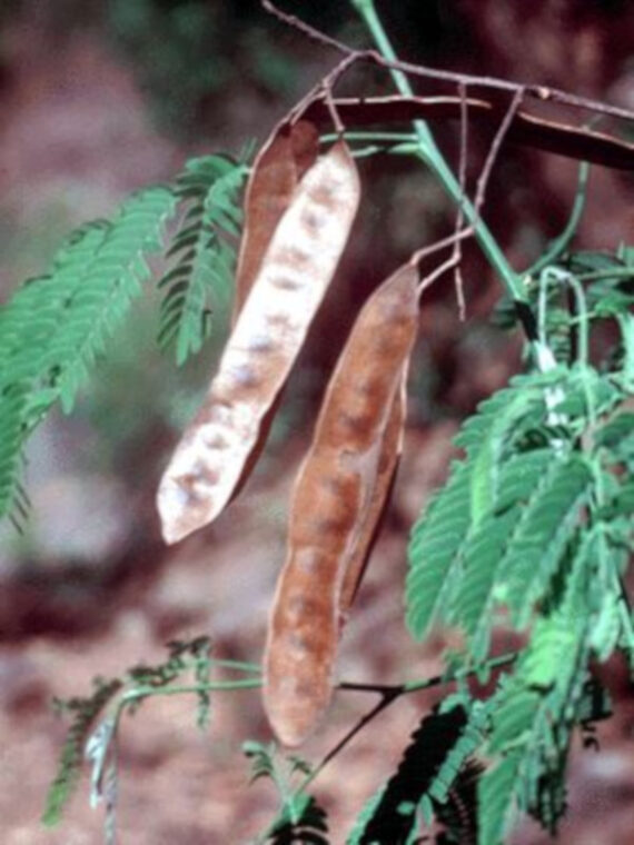 ALBICJA  ODORATISSIMA Albizia odoratissima