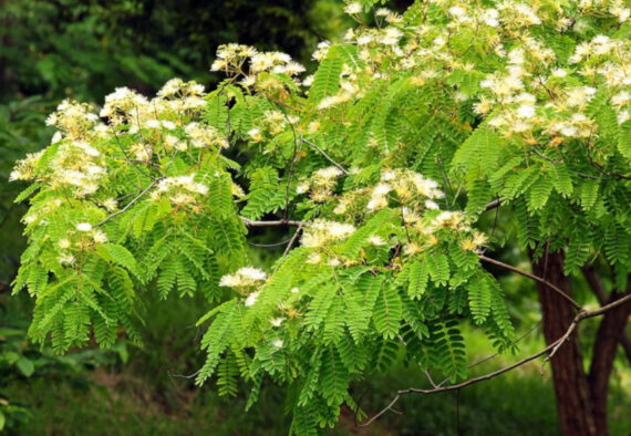 ALBICJA PROCERA Albizia procera