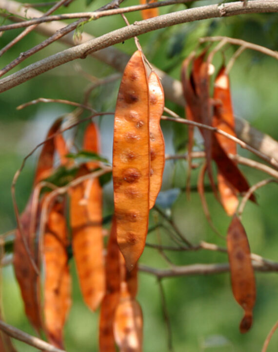 ALBICJA PROCERA Albizia procera