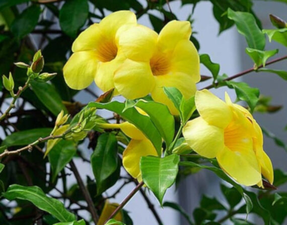 ALLAMANDA PRZECZYSZCZAJĄCA Allamanda cathartica