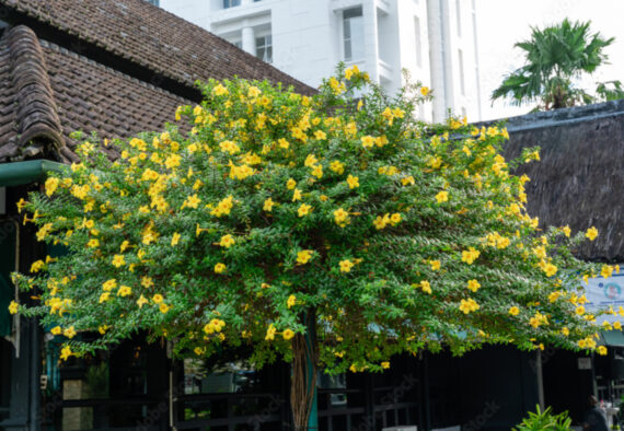 ALLAMANDA PRZECZYSZCZAJĄCA Allamanda cathartica