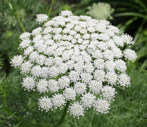 AMINEK WIELKI Ammi majus