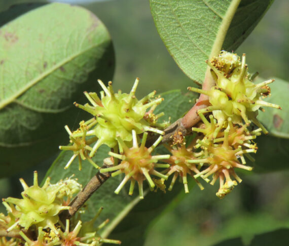 ANOGEISSUS LATIFOLIA Anogeissus latifolia