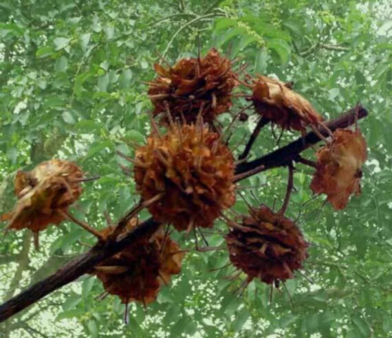 ANOGEISSUS LATIFOLIA Anogeissus latifolia