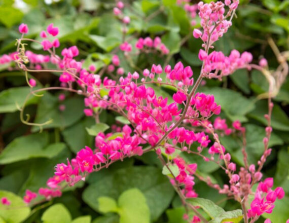 ANTIGONON CIENKOOGONKOWY Antigonon leptopus