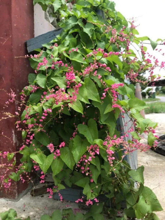 ANTIGONON CIENKOOGONKOWY Antigonon leptopus