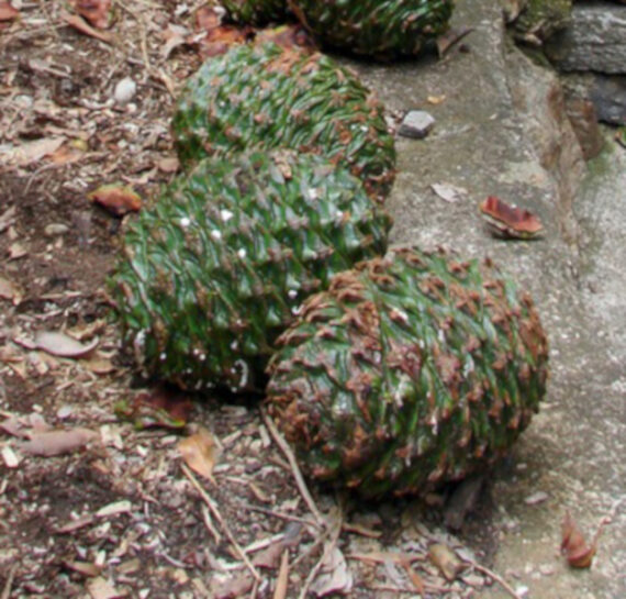 ARAUKARIA BIDWILLA Araucaria bidwillii