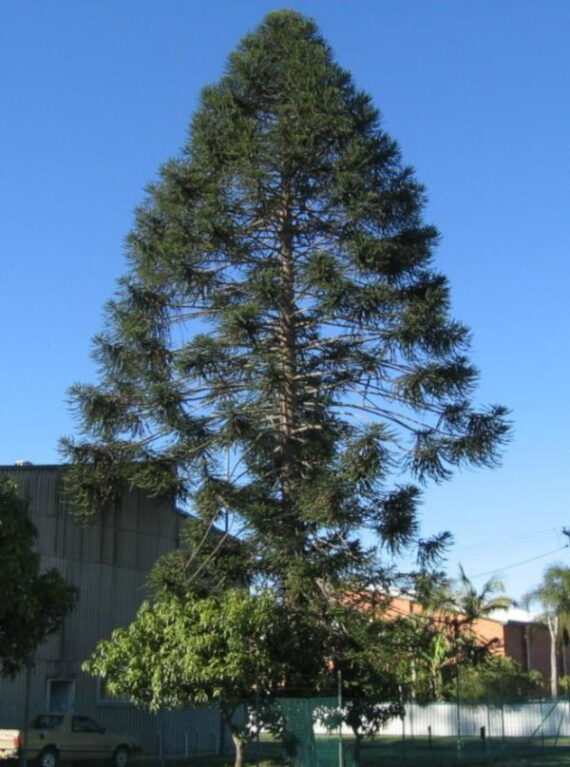 ARAUKARIA BIDWILLA Araucaria bidwillii