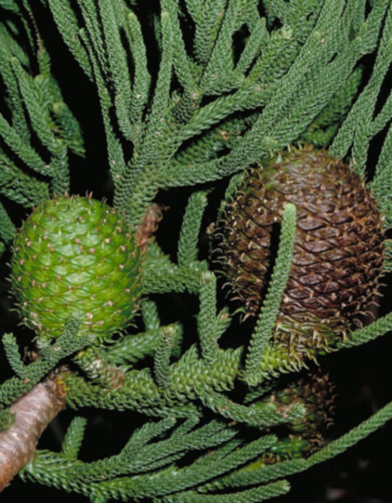 ARAUKARIA CUNNINGAMII Araucaria cunninghamii