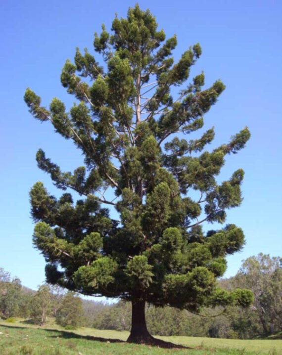 ARAUKARIA CUNNINGAMII Araucaria cunninghamii