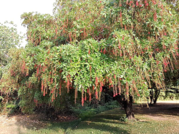 BARINGTONIA ACUTANGULA Baringtonia acutangula