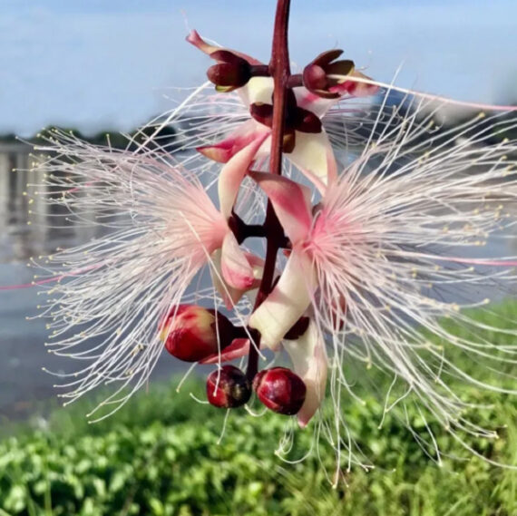 BARRINGOTNIA RACEMOSA Barringtonia racemosa