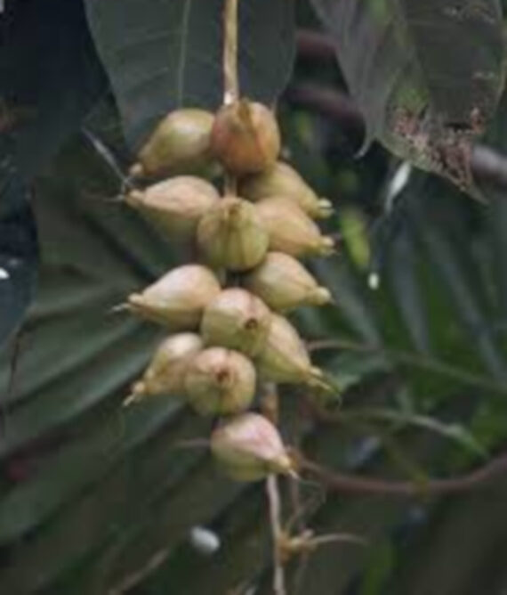 BARRINGOTNIA RACEMOSA Barringtonia racemosa