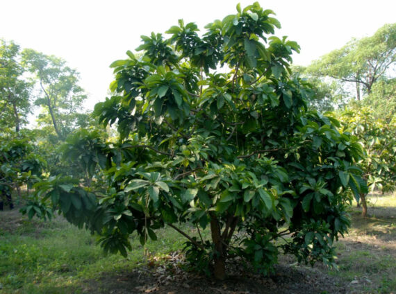 BARRINGOTNIA RACEMOSA Barringtonia racemosa