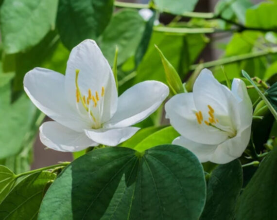 BAUHINIA BIDI Bauhinia racemosa