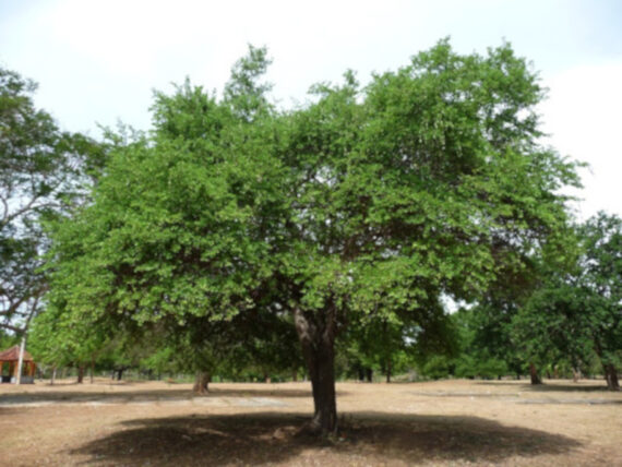 BAUHINIA BIDI Bauhinia racemosa