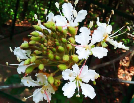  BAUHINIA VAHLII Bauhinia vahlii