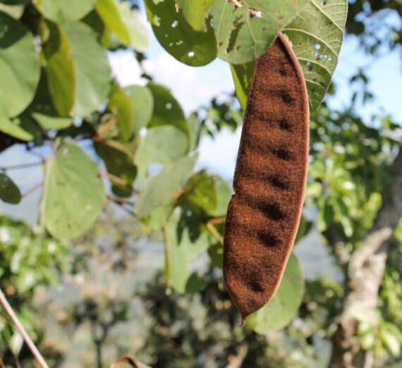  BAUHINIA VAHLII Bauhinia vahlii