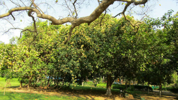  BAUHINIA VAHLII Bauhinia vahlii