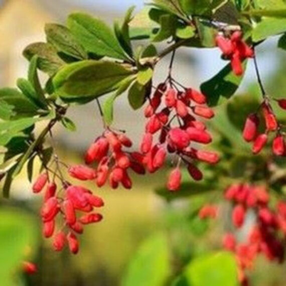 BERBERYS INDYJSKI  Berberis aristata