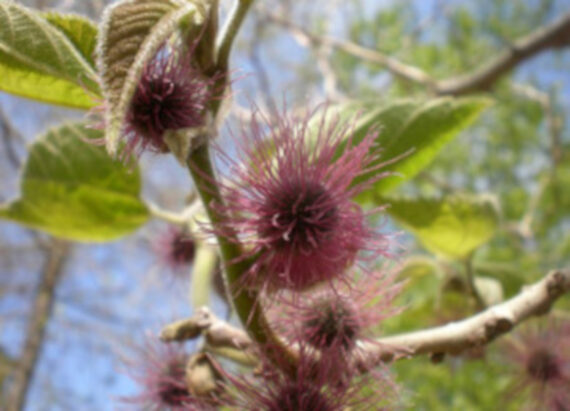 BRUSONENCJA MORWA PAPIEROWA Broussonetia papyrifera