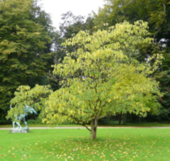 BRUSONENCJA MORWA PAPIEROWA Broussonetia papyrifera