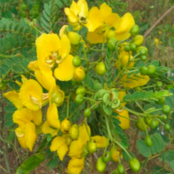 CASSIA AURICULATA Cassia auriculata