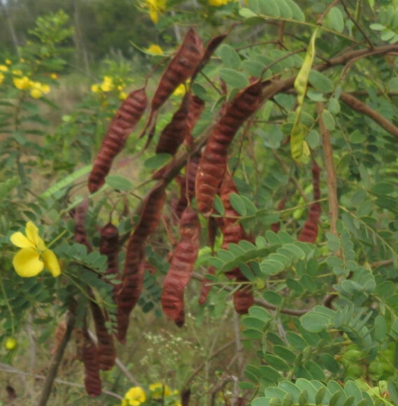 CASSIA AURICULATA Cassia auriculata