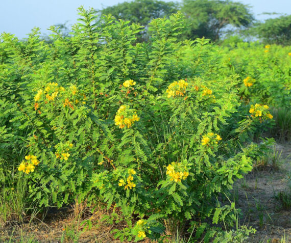 CASSIA AURICULATA Cassia auriculata