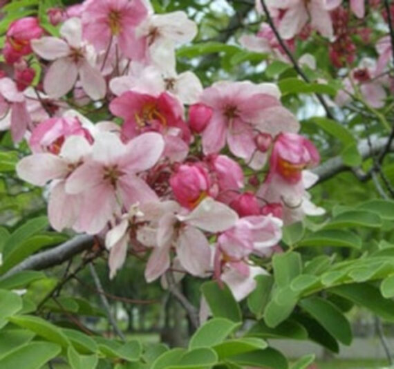 CASSIA MARGINATA Cassia marginata