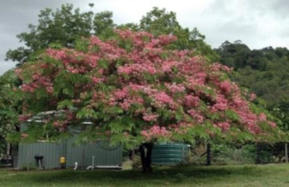 CASSIA MARGINATA Cassia marginata