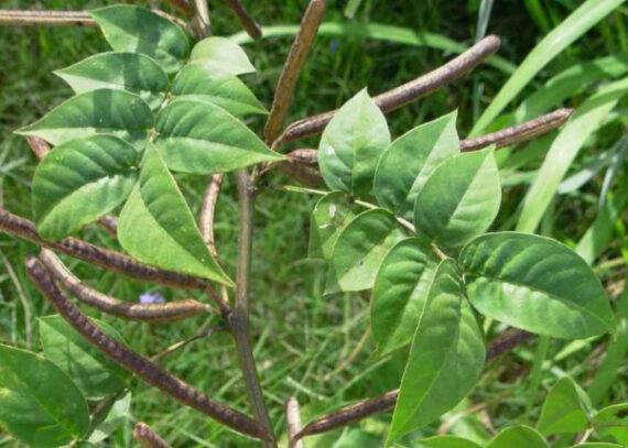 CASSIA OCCIDENTALIS Cassia occidentalis