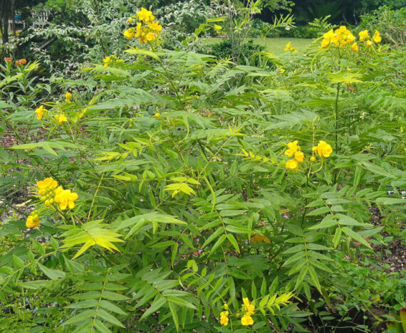 CASSIA OCCIDENTALIS Cassia occidentalis