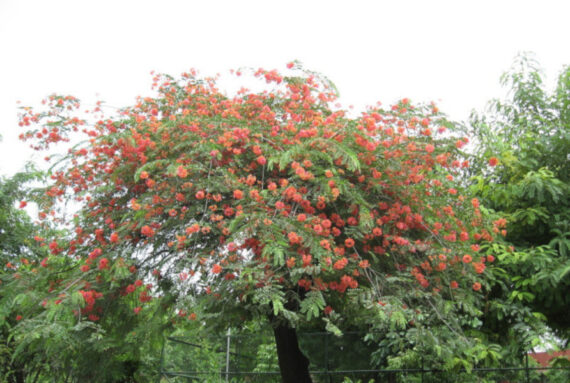 CASSIA ROXBURGHII Cassia roxburghii