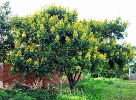 CASSIA SIAMEA Cassia siamea