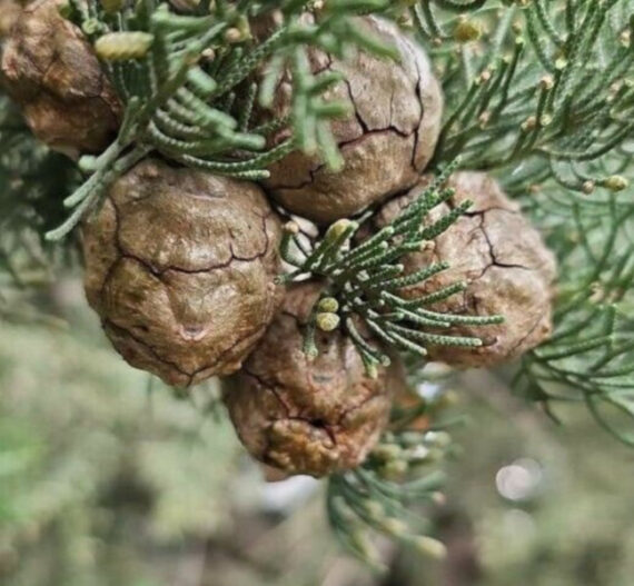 CEDR MEKSYKAŃSKI Cupressus lusitanica