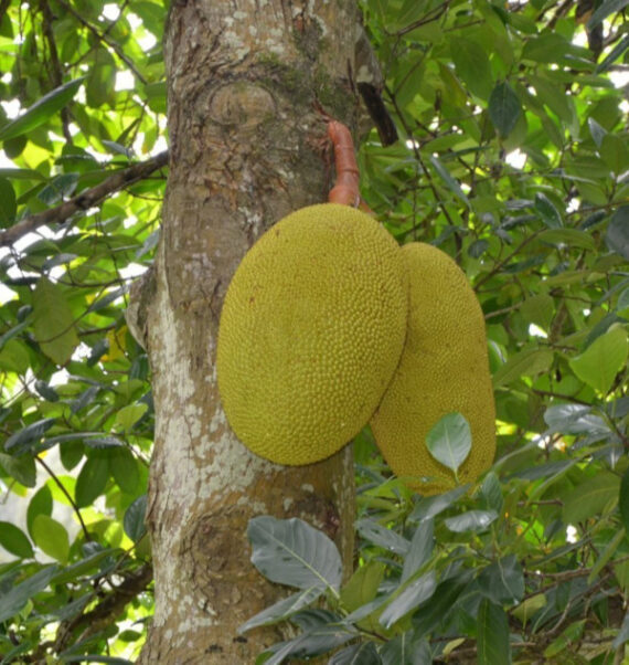 CHLEBOWIEC CHAPLASHA Artocarpus chaplasha