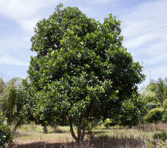 CHLEBOWIEC CHAPLASHA Artocarpus chaplasha