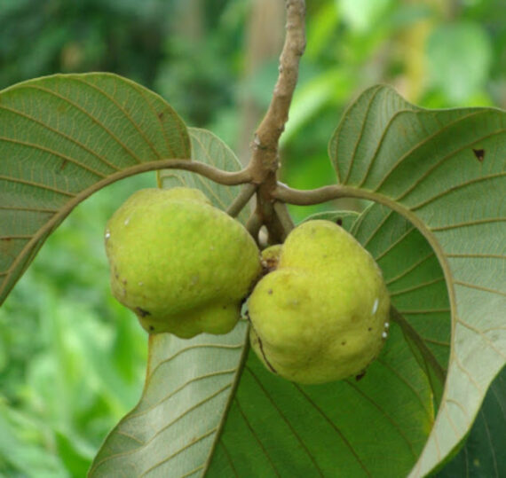 Artocarpus lakoocha