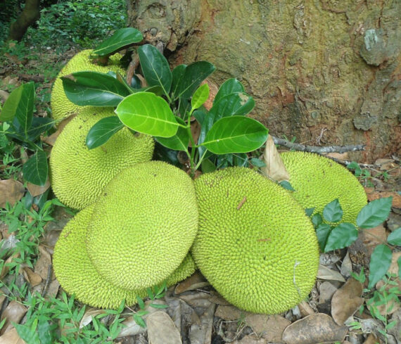 CHLEBOWIEC RÓŻNOLISTNY Artocarpus heterophyllus