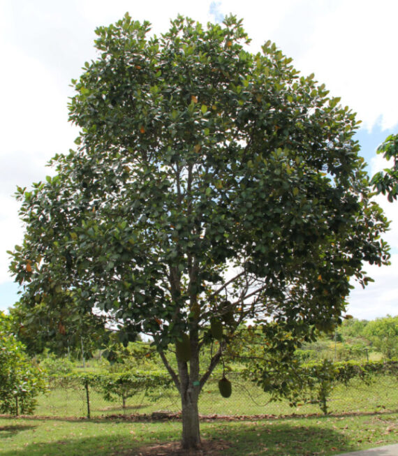 CHLEBOWIEC RÓŻNOLISTNY Artocarpus heterophyllus