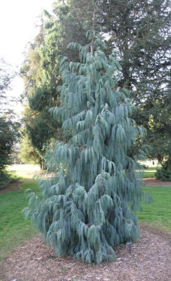 CYPRYS BUTANOWY  Cupressus cashmeriana