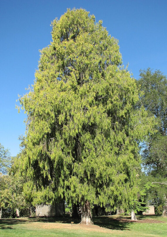 CYPRYS CHIŃSKI PŁACZĄCY Cupressus funebris